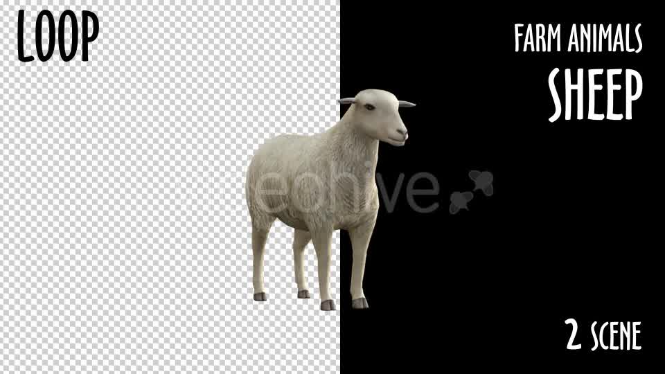 Farm Animals Sheep 2 Scene Videohive 18297709 Motion Graphics Image 12