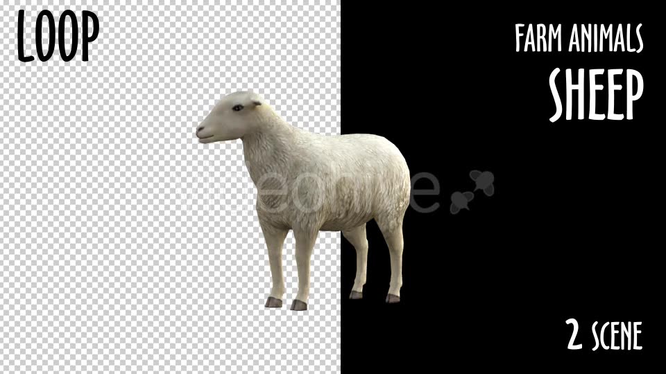 Farm Animals Sheep 2 Scene Videohive 18297709 Motion Graphics Image 3