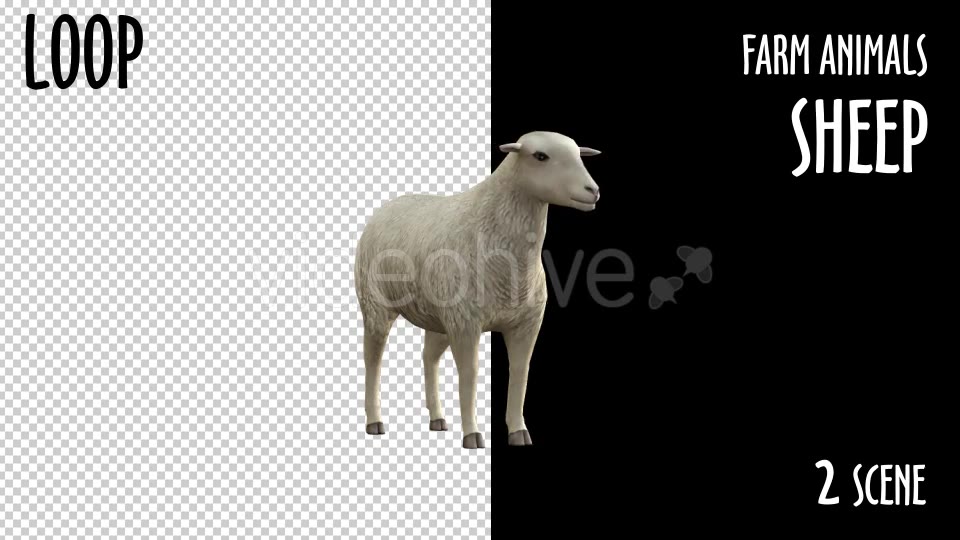 Farm Animals Sheep 2 Scene Videohive 18297709 Motion Graphics Image 7