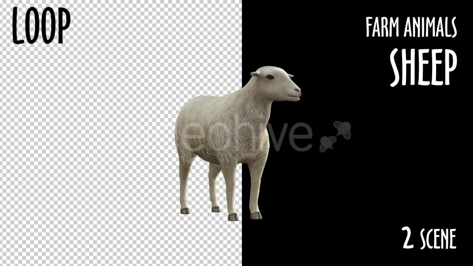 Farm Animals Sheep 2 Scene Videohive 18297709 Motion Graphics Image 8