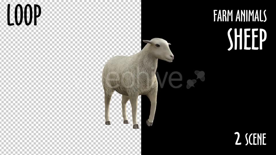 Farm Animals Sheep 2 Scene Videohive 18297709 Motion Graphics Image 9