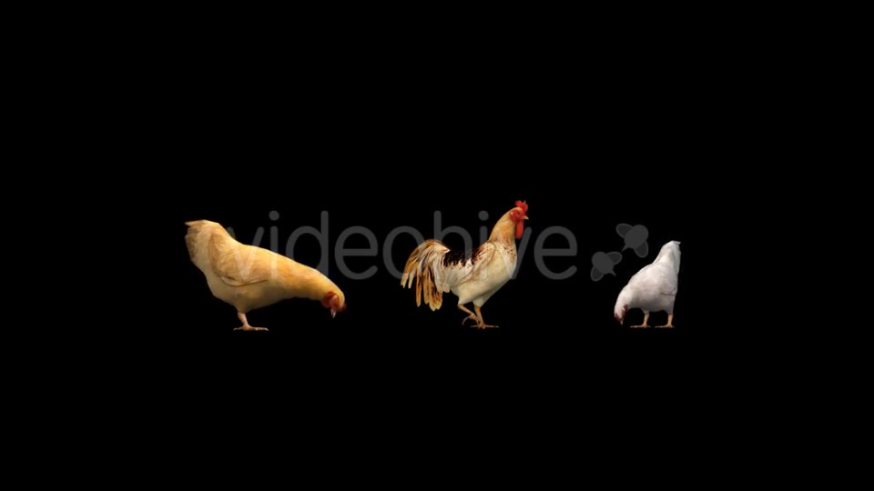 Farm Animals Videohive 19309218 Motion Graphics Image 8
