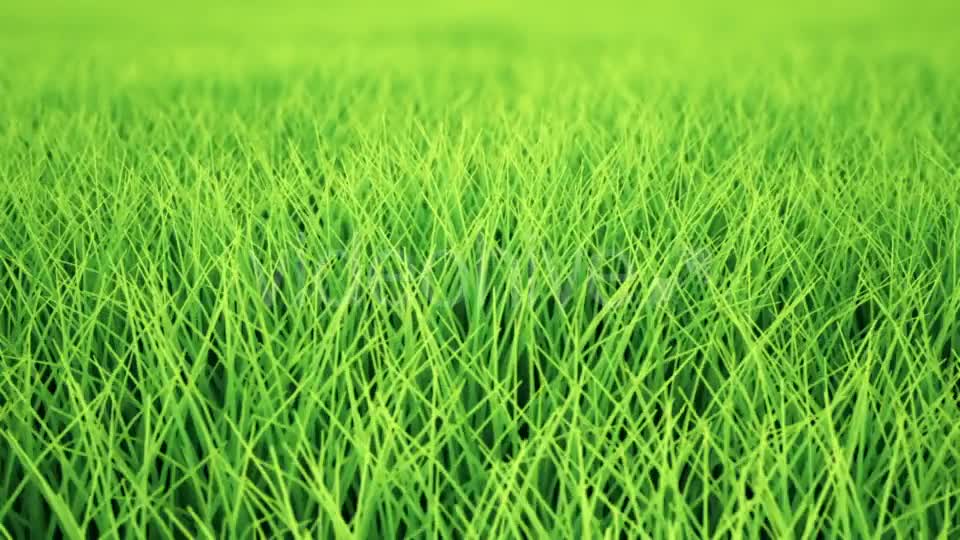 Fast Low Flight Over Grass, DOF, Loop Videohive 19993717 Motion Graphics Image 1