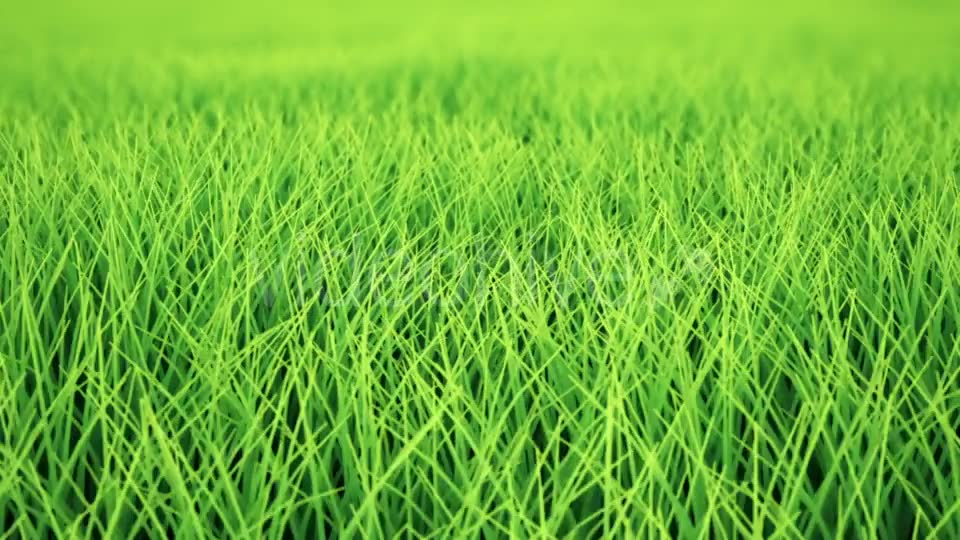 Fast Low Flight Over Grass, DOF, Loop Videohive 19993717 Motion Graphics Image 2