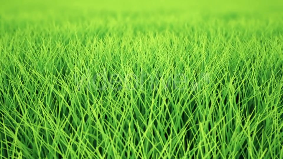 Fast Low Flight Over Grass, DOF, Loop Videohive 19993717 Motion Graphics Image 4