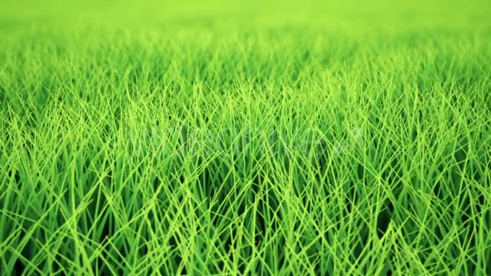 Fast Low Flight Over Grass, DOF, Loop Videohive 19993717 Motion Graphics Image 5