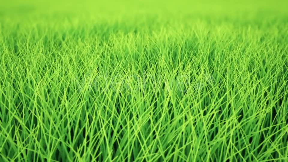 Fast Low Flight Over Grass, DOF, Loop Videohive 19993717 Motion Graphics Image 6