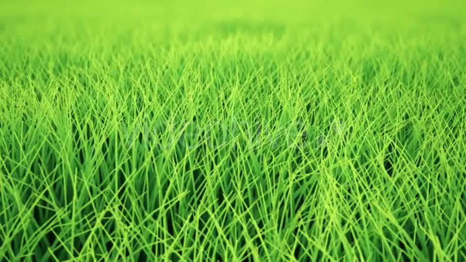 Fast Low Flight Over Grass, DOF, Loop Videohive 19993717 Motion Graphics Image 7