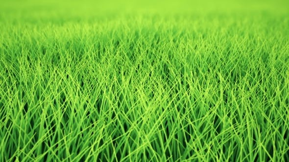Fast Low Flight Over Grass, DOF, Loop - 19993717 Download Videohive