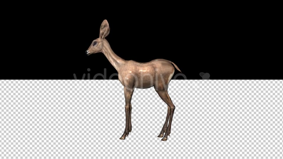 Fawn Looking Around Videohive 21366102 Motion Graphics Image 3