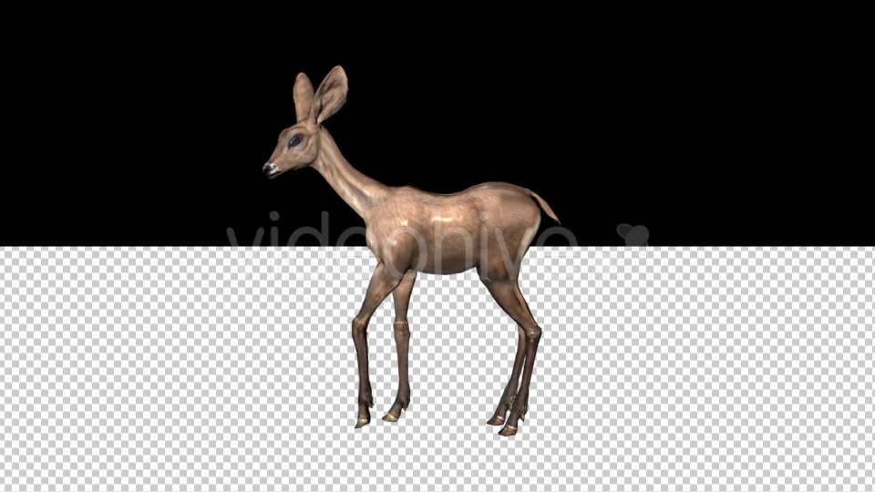 Fawn Looking Around Videohive 21366102 Motion Graphics Image 5