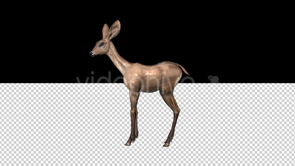 Fawn Looking Around Videohive 21366102 Motion Graphics Image 6
