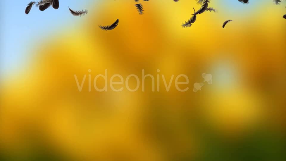 Feather Transition Videohive 11905870 Motion Graphics Image 1