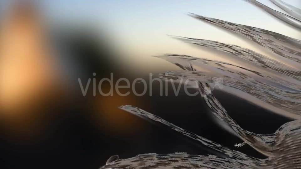 Feather Transition Videohive 11905870 Motion Graphics Image 7