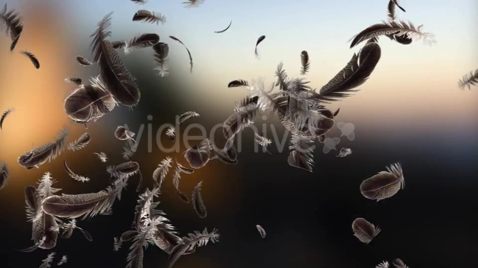 Feather Transition Videohive 11905870 Motion Graphics Image 9