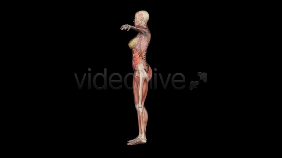 Female Body Anatomy Videohive 7915700 Motion Graphics Image 3