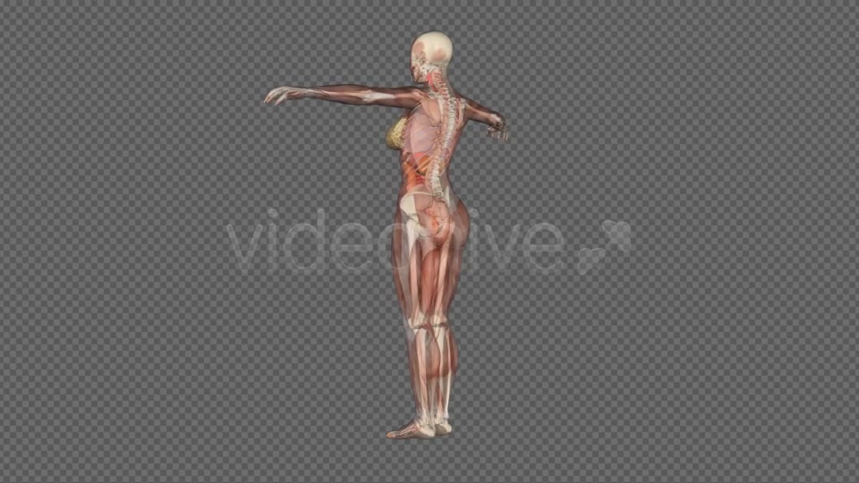 Female Body Anatomy Videohive 7915700 Motion Graphics Image 4