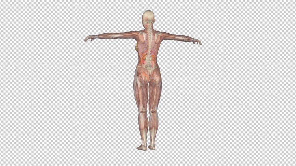 Female Body Anatomy Videohive 7915700 Motion Graphics Image 5