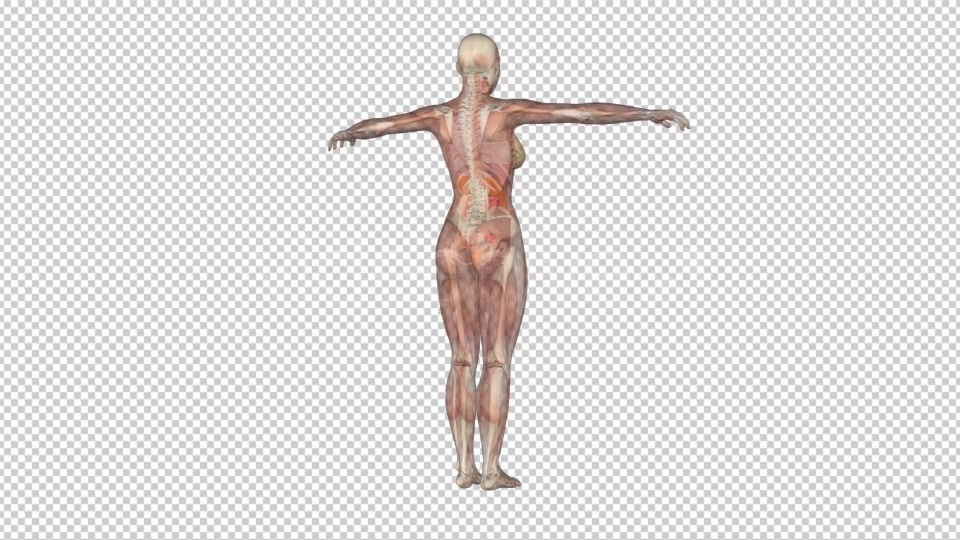 Female Body Anatomy Videohive 7915700 Motion Graphics Image 6