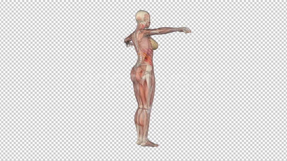 Female Body Anatomy Videohive 7915700 Motion Graphics Image 7