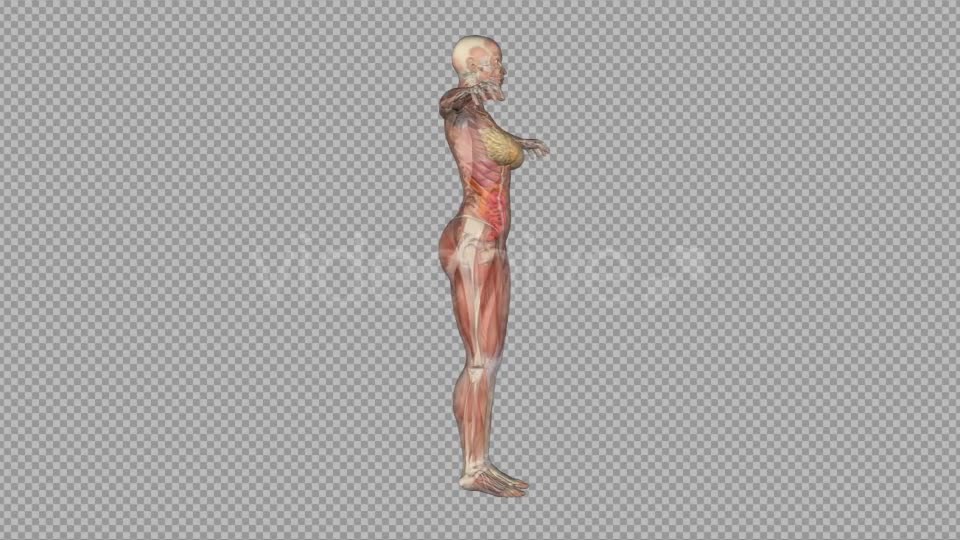 Female Body Anatomy Videohive 7915700 Motion Graphics Image 8