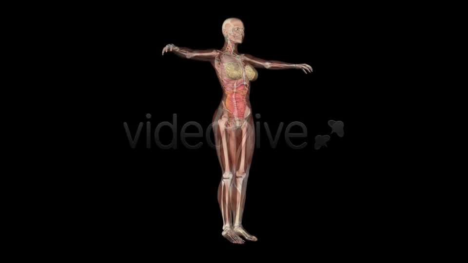 Female Body Anatomy Videohive 7915700 Motion Graphics Image 9