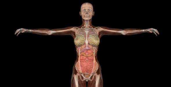 Female Body Anatomy - 7915700 Videohive Download
