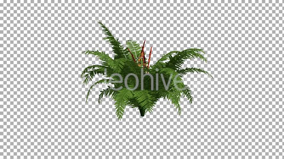 Fern On The Wind Isolated 2 Videohive 12394484 Motion Graphics Image 1