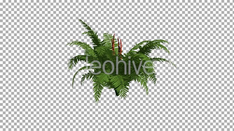 Fern On The Wind Isolated 2 Videohive 12394484 Motion Graphics Image 2