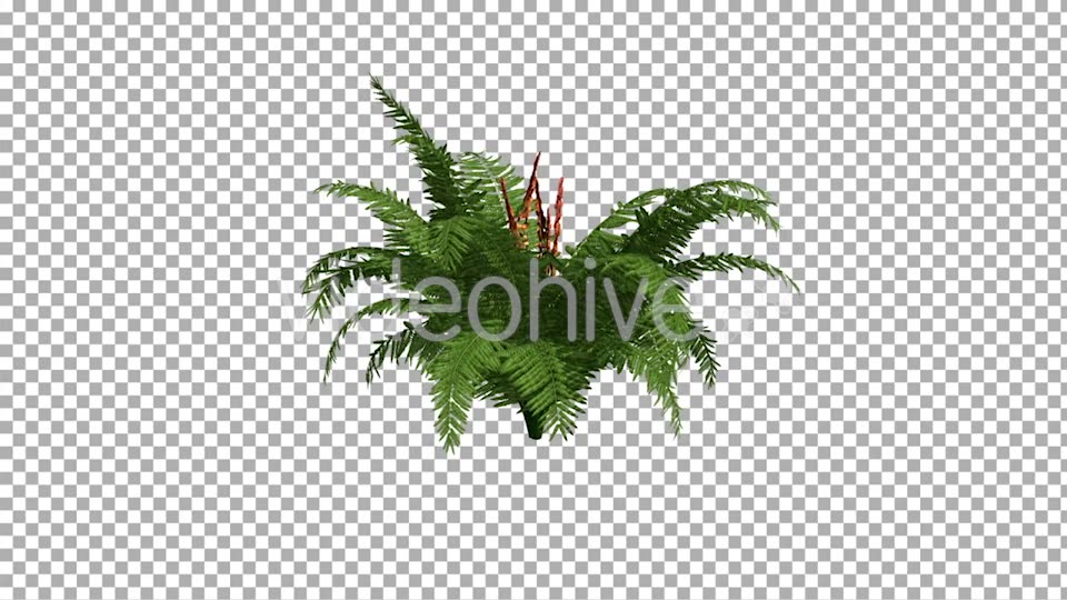 Fern On The Wind Isolated 2 Videohive 12394484 Motion Graphics Image 3