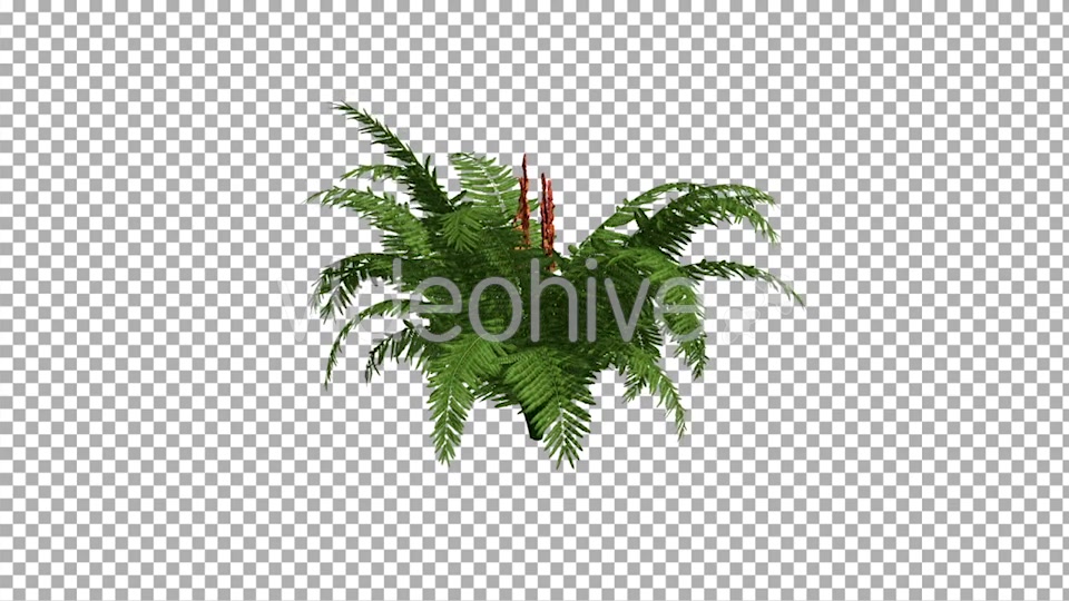 Fern On The Wind Isolated 2 Videohive 12394484 Motion Graphics Image 4