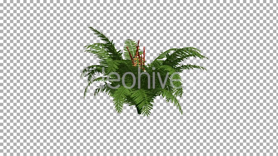 Fern On The Wind Isolated 2 Videohive 12394484 Motion Graphics Image 5