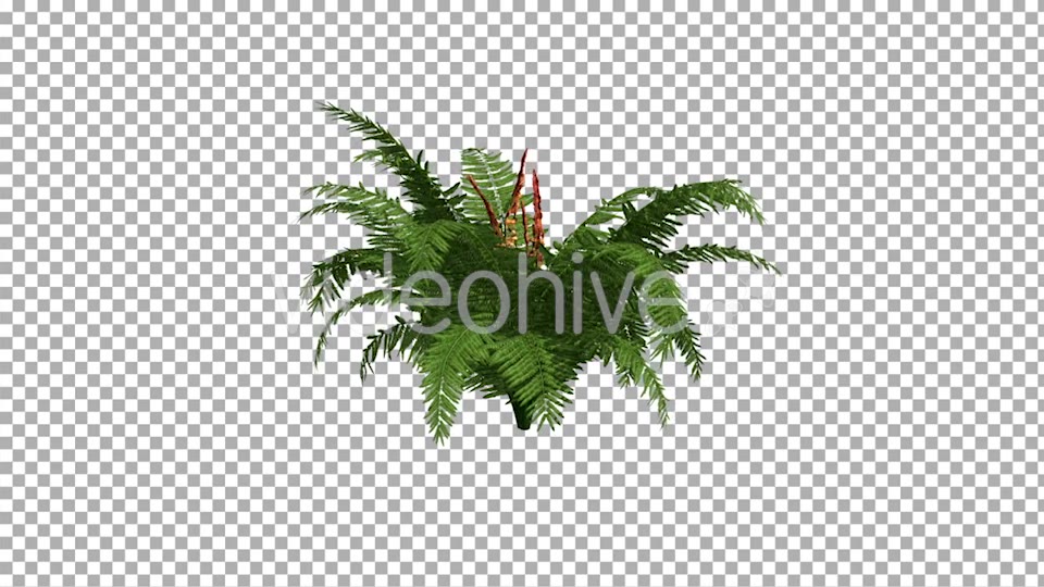 Fern On The Wind Isolated 2 Videohive 12394484 Motion Graphics Image 6