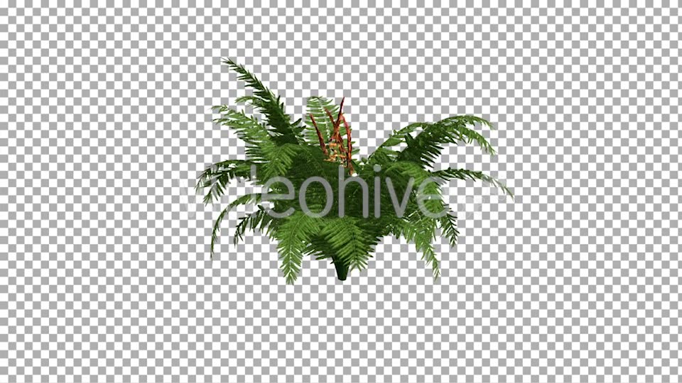 Fern On The Wind Isolated 2 Videohive 12394484 Motion Graphics Image 7