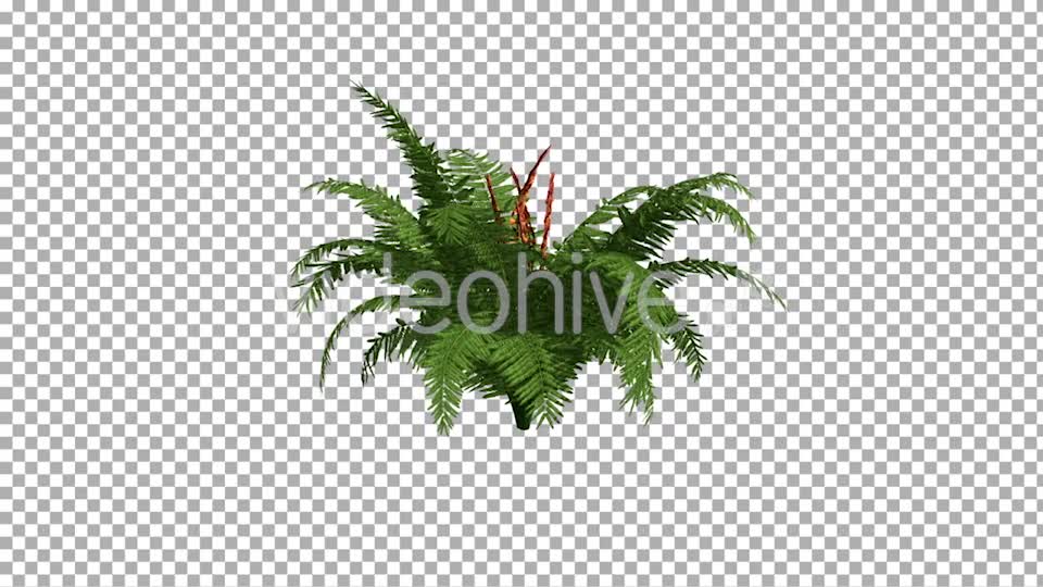Fern On The Wind Isolated 2 Videohive 12394484 Motion Graphics Image 8