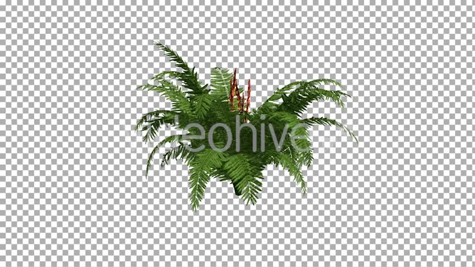 Fern On The Wind Isolated 2 Videohive 12394484 Motion Graphics Image 9