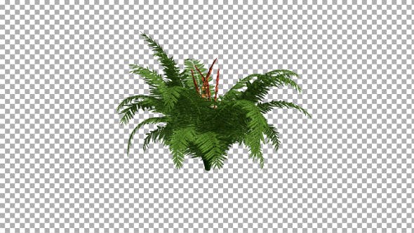 Fern On The Wind Isolated 2 - Videohive Download 12394484