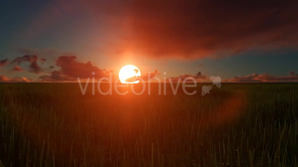 Field sunset Videohive 19456137 Motion Graphics Image 3