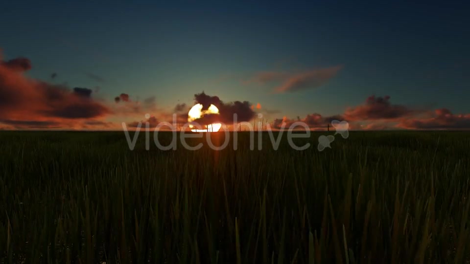 Field sunset Videohive 19456137 Motion Graphics Image 5