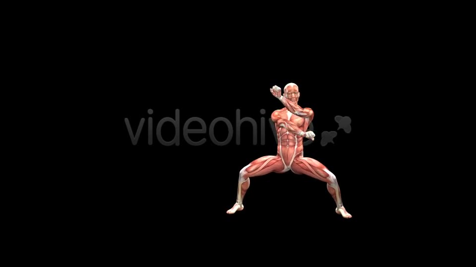 Fight Club Muscles Map Combo #1 Videohive 7365825 Motion Graphics Image 2