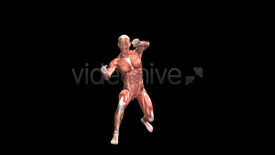 Fight Club Muscles Map Combo #2 Videohive 7365827 Motion Graphics Image 1