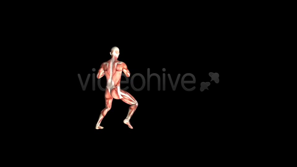 Fight Club Muscles Map Combo #4 Videohive 7365880 Motion Graphics Image 10