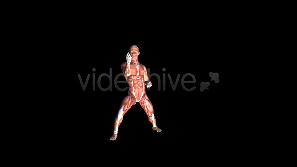 Fight Club Muscles Map Combo #4 Videohive 7365880 Motion Graphics Image 2