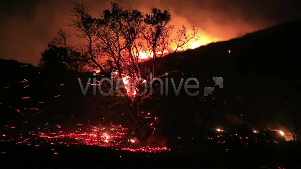 Fire In Forest At Night 3  Videohive 5680053 Stock Footage Image 2