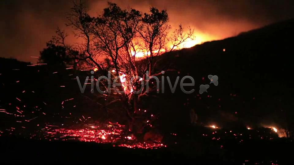 Fire In Forest At Night 3  Videohive 5680053 Stock Footage Image 3