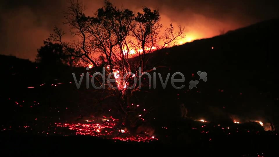 Fire In Forest At Night 3  Videohive 5680053 Stock Footage Image 7