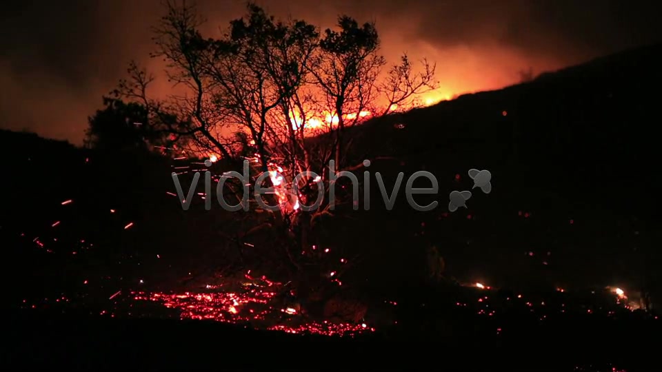 Fire In Forest At Night 3  Videohive 5680053 Stock Footage Image 8