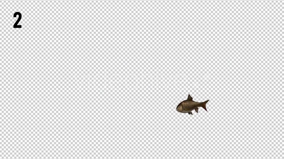 Fish Looped Videohive 20697420 Motion Graphics Image 2