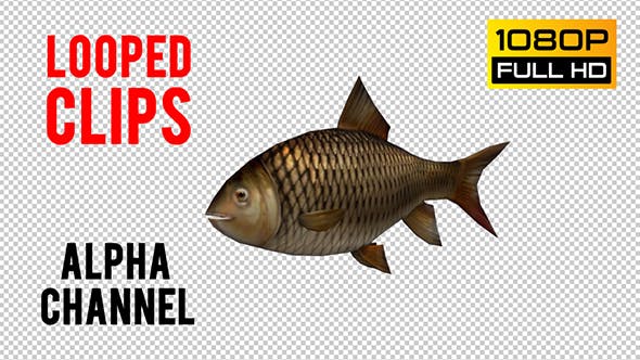 Fish Looped - Download Videohive 20697420