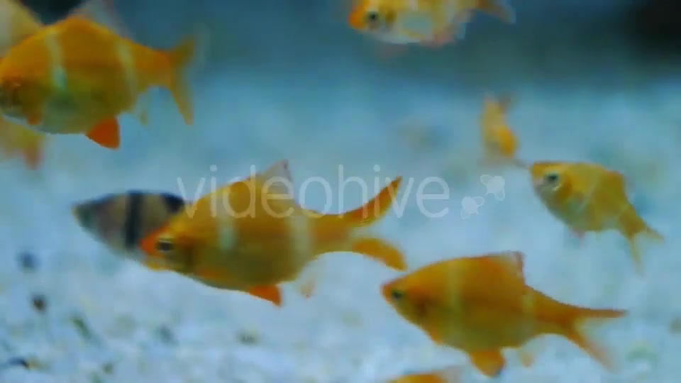 Fish Transitions Videohive 20860367 Motion Graphics Image 10